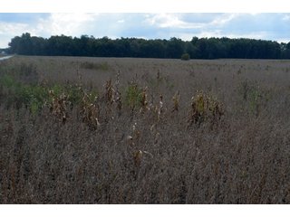 Property photo 64 - EHLE FARMS AUCTION - 118+/- ACRES IN 9 TRACTS IN ALLEN COUNTY, INDIANA